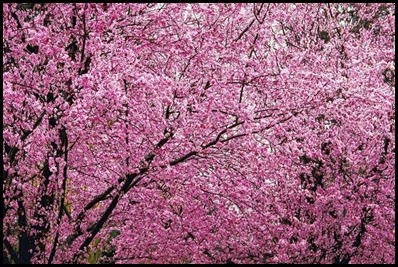 plum5