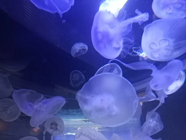 Jellyfish in aquarium of Nausicaá in Boulogne-sur-Mer