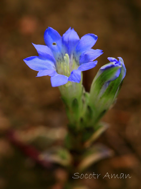 Gentiana squarrosa