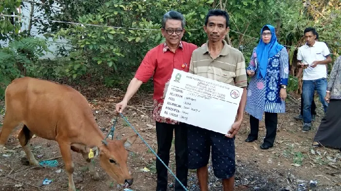 Pemkab Sinjai Serahkan Bantuan Ternak Sapi untuk Kelompok Tani, Masyarakat Senang