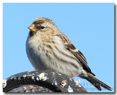 Very brown, very shy bird. A juvenile? photo © Shelley Banks; all rights reserved. 