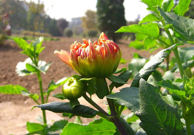 Dahlia Flowers Pictures