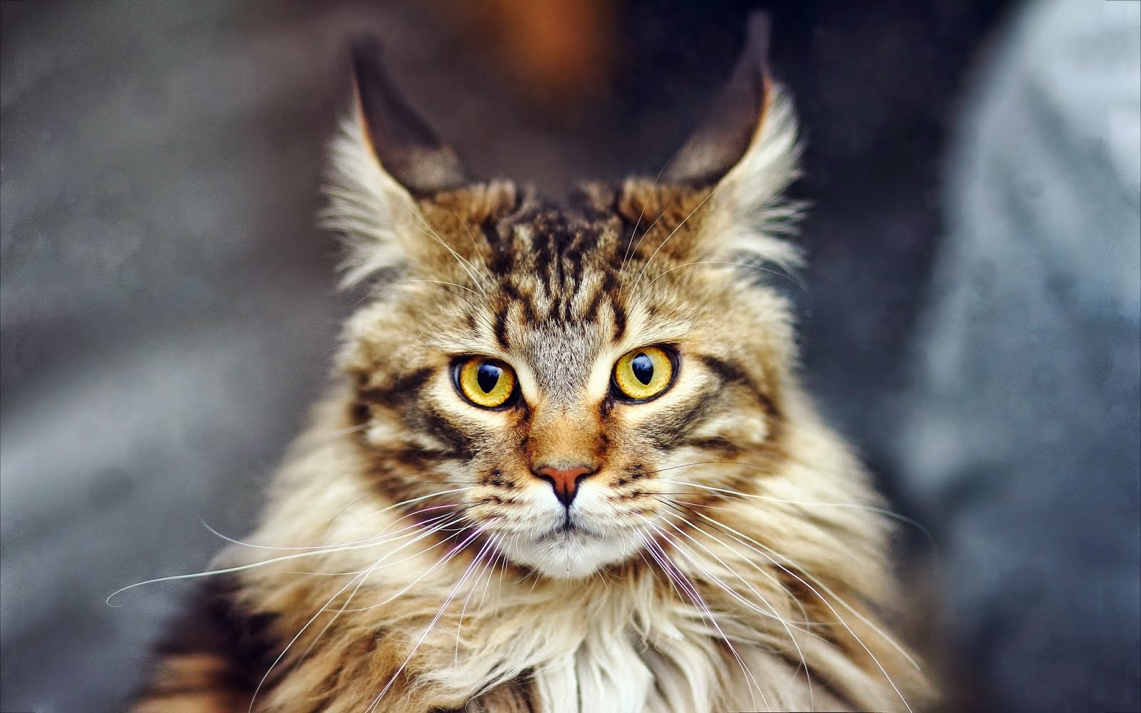 10 Jenis Baka Kucing Paling Popular Di Dunia Selongkar10