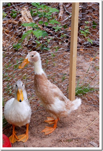 duck1