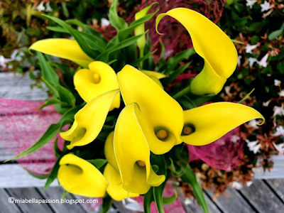 Miniature Calla Lily