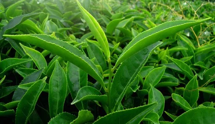 KANDUNGAN PENTING DAUN TEH HIJAU  UNTUK KESEHATAN TUBUH 