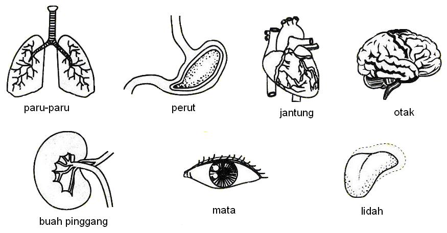 Organisma Sel Dalam Tubuh Manusia
