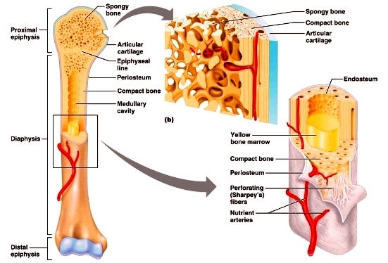 Jenis Fungsi dan Struktur Tulang Dalam Sistem Gerak Manusia