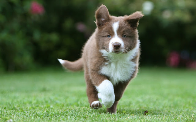 Cachorros Border Collie - Imágenes de Perros en HD