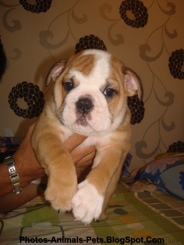 Bulldog puppy