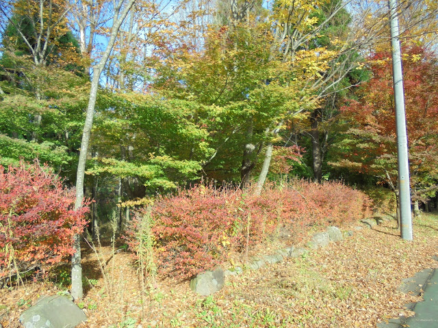 ペンション村メインストリートの紅葉