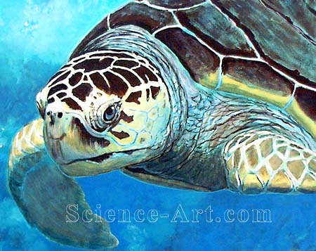 sea turtles drawings sea