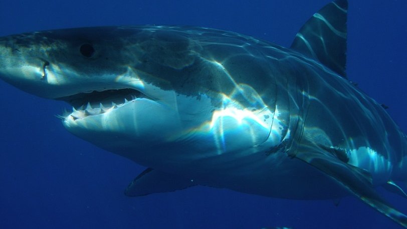 Βρήκαν λευκό καρχαρία 4 μέτρων.. με δαγκωματιές από κάτι πολύ μεγαλύτερο