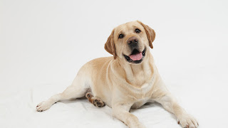 Yellow Lab