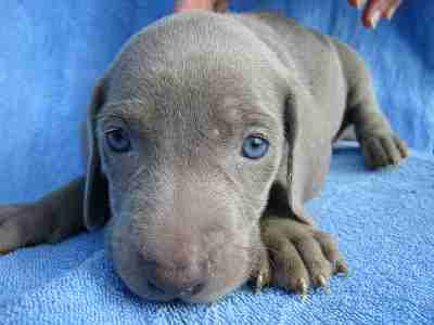 Funny Weimaraner Puppies