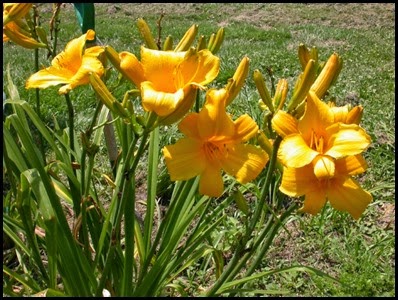 buttered popcorn daylily2