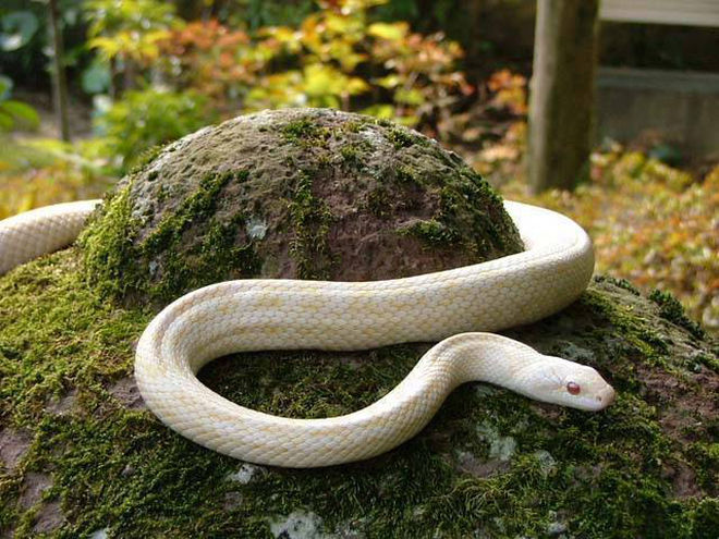 岩国のシロヘビ アルビノが自然繁殖した世界的に珍しい現象 Nat ミライノシテン 岩国のシロヘビ アルビノが自然繁殖した世界的に珍しい現象 Nat ミライノシテン