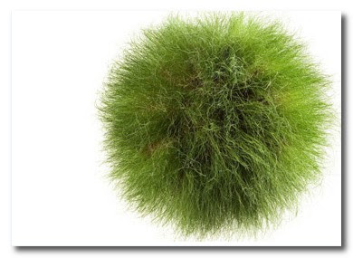 grass orb