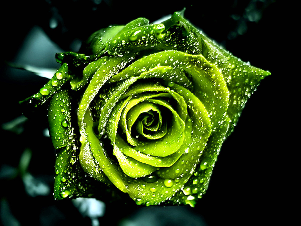 Beautiful Green Rose Wallpaper