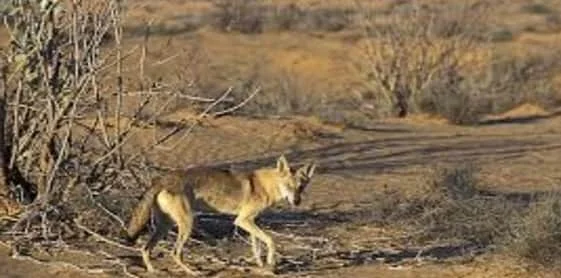 صفات الذئب العربي : مالذي يميزه عن بقية الذئاب في البرية