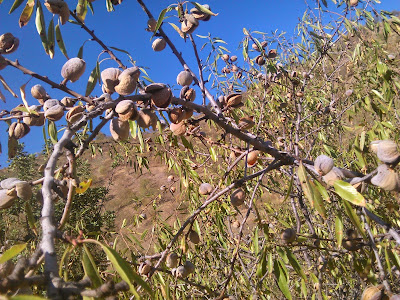 almendro marcona