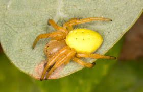 Araniella species.  Araneidae.  West Wickham Common, 23 September 2015