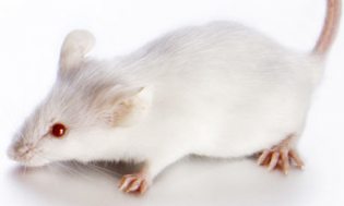 Albino na Lavina
