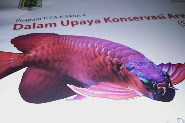 Kenapa Ikan Arwana Harus Ada Sertifikat?