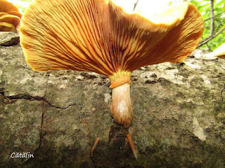 Gymnopilus junonius IMG13499