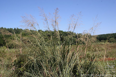 flora del ibera