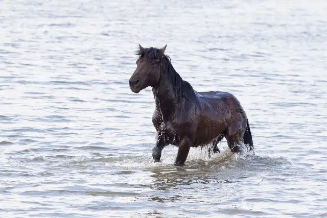 est-ce-que-les-chevaux-savent-nager-1