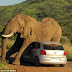 بالفيديوا فيل يداعب سيارة
