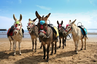 The donkeys didn't like the look of the new holiday-makers