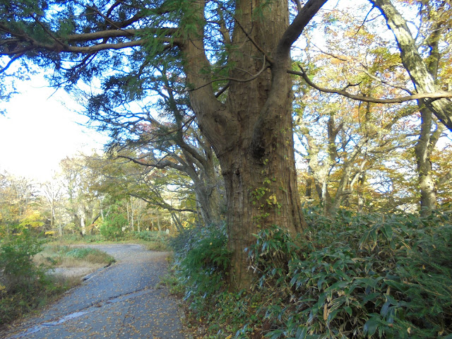 下山キャンプ場