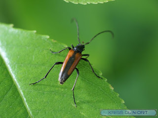 Lepture à suture noire - Stenurella melanura