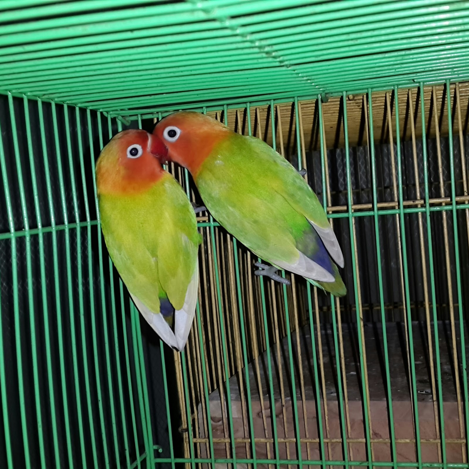 Lovebird Surabaya Waffen SS Aviary Warna  Warni Love  