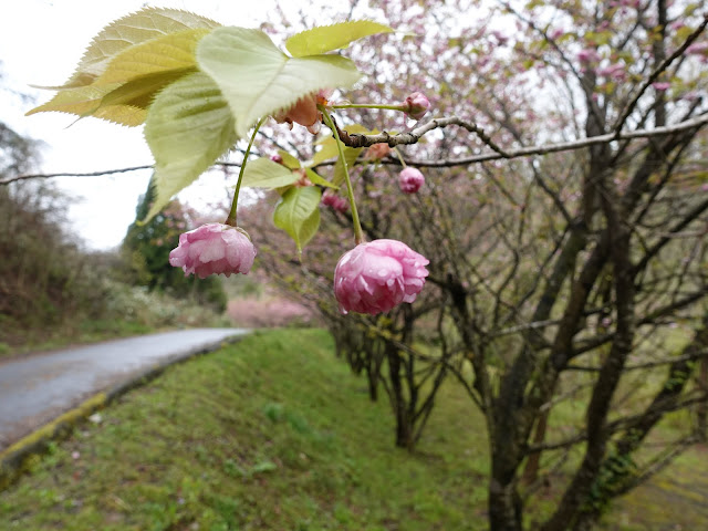 鳥取県西伯郡伯耆町小林　マウンテンストリームきしもと　カンザン（関山）