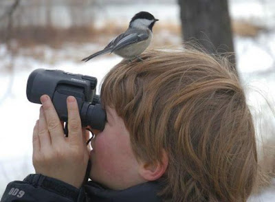 Bothersome Birds Seen On www.coolpicturegallery.net