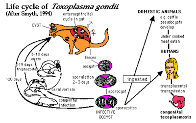 ciri ciri kucing terkena toxoplasma