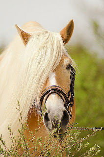 white horse with silky hairs