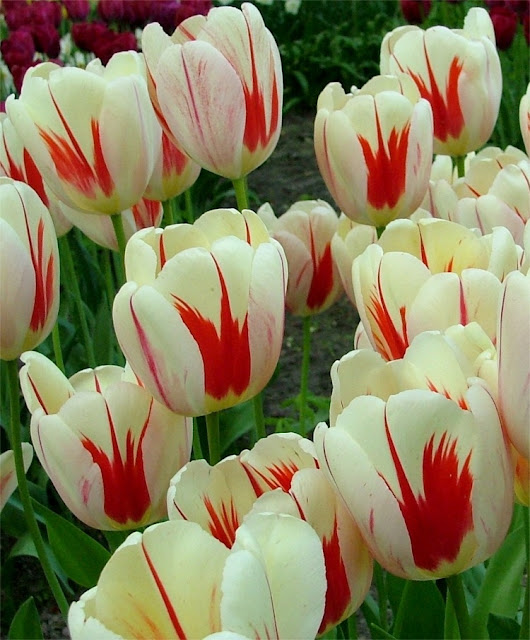 Burning Heart tulip