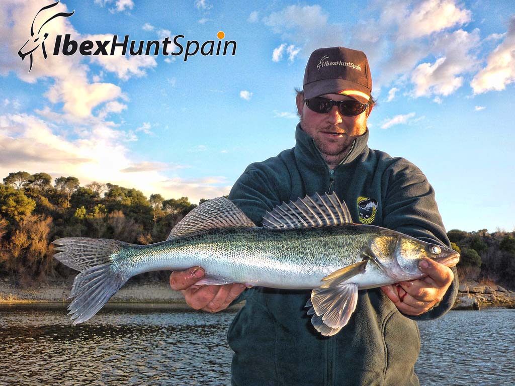 ibexhuntspain.com | Hunting Spanish Ibex with IbexHuntSpain