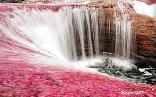 Cano Cristales Sungai Maha Indah Di Dunia