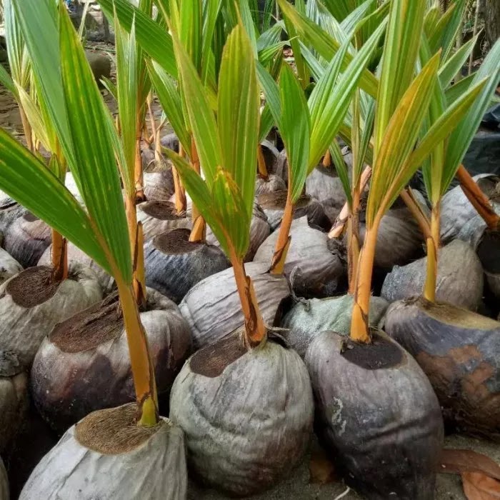 jual bibit buah kelapa gading kuning banget terlaris tanaman genjah termurah unggul Denpasar