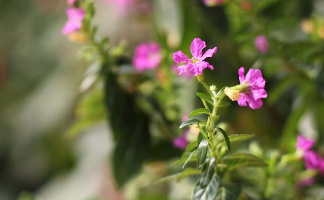 Mexican Heather Flowers Pictures