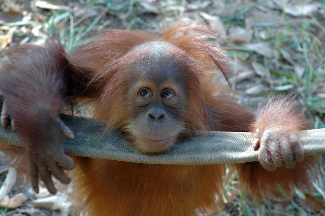 Greetings from ZooAtlanta! by ucumari from flickr (CC-NC-ND)