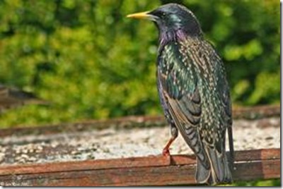 Adult Starling