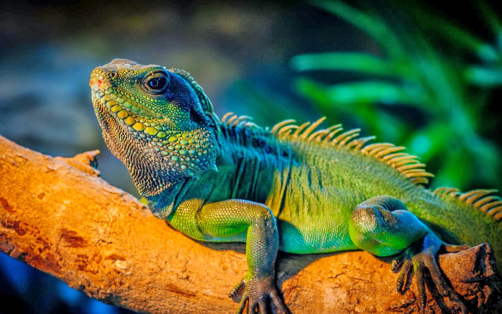 iguana y sus caracteristicas