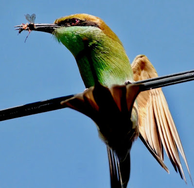 Green Bee-eater Merops orientalis orientalis,preying on bee on wire."