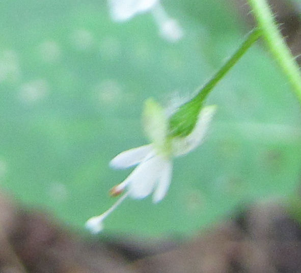 closeup of bloom of enchanters nightshade